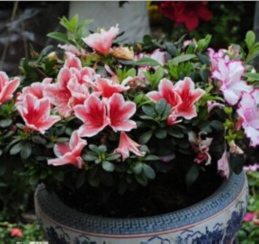 Colorful Azalea Flower Seeds For Planting