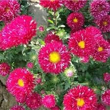 Pink Carnation Dianthus Caryophyllus Seeds for Planting Premium Quality Heirloom & GMO Free Seeds for Home Garden
 
 Sale for planting in home garden