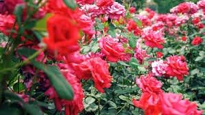 Yellow Green Fern for Planting Sun Loving Heirloom & GMO Free Seeds for Home Garden
 
 Sale for planting in home garden