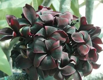 Black Frangipani Flower seeds for Planting - Drought Tolerant, Heirloom & GMO Free Seeds for Home Garden
 
 Sale seeds for home garden