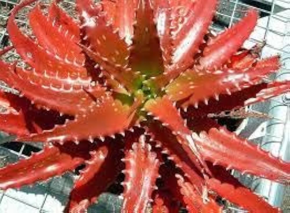 Edible Aloe Vera Orange Seeds For Planting - Grow Nutritious Aloe! Herb