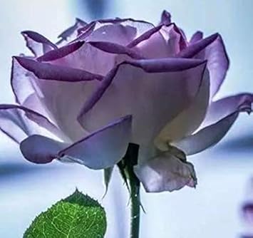 Pink Cream Rose Flower Seeds for Planting Long Bloom Season Heirloom & GMO Free Seeds for Home Garden
 
 Sale for planting in home garden