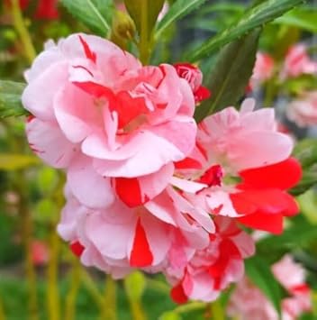 Balsam Camellia Seeds For Planting - White & Red Flower