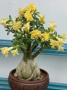 Adenium Obesum Yellow Flower Seeds For Easy Planting