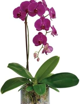 Violet Orchid Flower Seeds For Planting - Grow Stunning Orchids