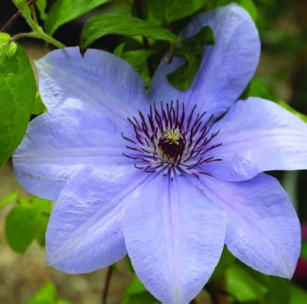 Dark Blue Clematis Flower Seeds For Planting