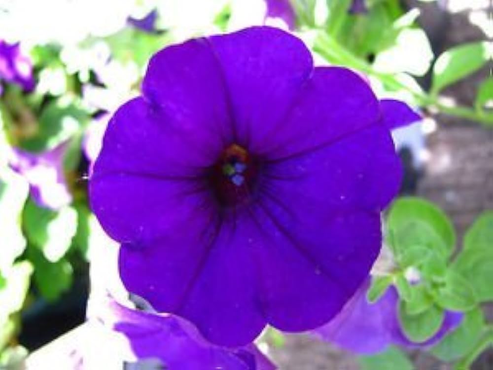 Pelleted Petunia Limbo Lila Seeds