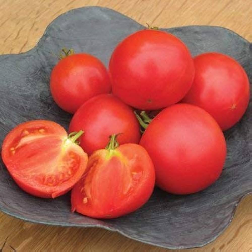 Momotaro Tomato Solanum lycopersicum for planting in vegetable patch