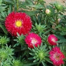 Salmon Pelargonium Peltatum Flower Seeds for Planting Wildflower Mix Heirloom & GMO Free Seeds for Home Garden
 
 Sale for planting in home garden