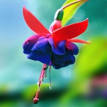 Red Blue Fuchsia Seeds For Planting - Cultivate Vibrant Flowers