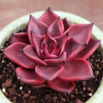 Echeveria Agavoides Romeo Flower seeds for Planting - Compact Growth, Heirloom & GMO Free Seeds for Home Garden
 
 Sale seeds for home garden