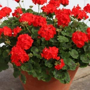 Dark Yellow Geranium Flower Seeds for Planting Perfect for Borders Heirloom & GMO Free Seeds for Home Garden
 
 Sale for planting in home garden