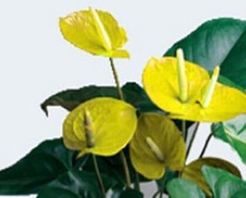 Yellow Anthurium Andraeanu Flower seeds for Planting - Vibrant Colors, Heirloom & GMO Free Seeds for Home Garden
 
 Sale seeds for home garden