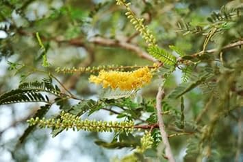 Prosopis Cineraria Tree Seeds for Planting - Cottage Garden Essential, Heirloom & GMO Free Seeds for Home Garden
 
 Sale seeds for home garden