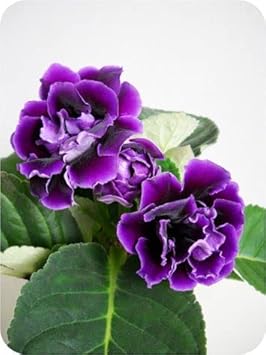 Purple Gloxinia Flower seeds for Planting - Premium Quality, Heirloom & GMO Free Seeds for Home Garden
 
 Sale seeds for planting in home garden
