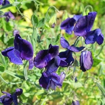 Sweet Pea Flower Seeds Planting Violet