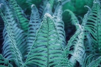 Pink Pelargonium Peltatum Flower Seeds for Planting Easy to Grow Heirloom & GMO Free Seeds for Home Garden
 
 Sale for planting in home garden