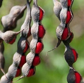 Texas Mountain Laurel Mescal Bean Flower seeds for Planting - Shade Tolerant, Heirloom & GMO Free Seeds for Home Garden
 
 Sale seeds for home garden