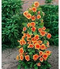 Orange Climbing Geranium Seeds for Planting, Heirloom Non-GMO Flowers for Home Garden
 
 Sale seeds for home garden