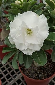 White Adenium Flower Seeds - Essential Planting Guide