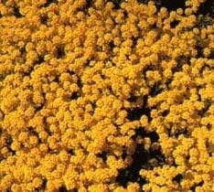 Yellow Aurinia Saxatilis Flower seeds for Planting - Drought Tolerant, Heirloom & GMO Free Seeds for Home Garden
 
 Sale for planting in home garden.