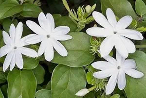 Arabian Jasmine Jasminum sambac for planting in garden