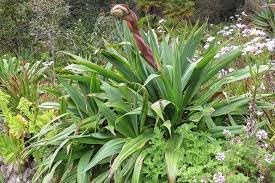 Beschorneria Yuccoides Seeds For Planting