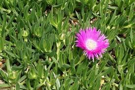 Native Pigface Flower seeds for Planting Perfect for Borders Heirloom & GMO Free Seeds for Home Garden 
 
 Sale for planting in home garden