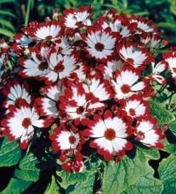 Sea Blue Hibiscus Flower Seeds for Planting – Heirloom NonGMO BorderFriendly Organic Garden Seeds with High Germination
 
 Sale for planting in home garden