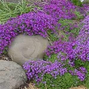 Rock Cress Violet Seeds For Planting Flower