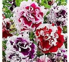 Heirloom Russian Petunia Flower seeds for Planting Low Maintenance Heirloom & GMO Free Seeds for Home Garden 
 
 Sale for planting in home garden