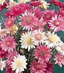 Mixed Xeranthemum Annum Flower seeds for Planting - Colorful Display, Heirloom & GMO Free Seeds for Home Garden
 
 Sale seeds for home garden