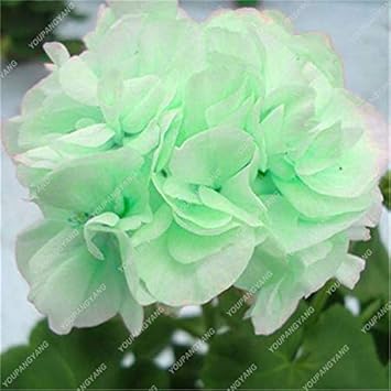 Light Green Geranium Flower seeds for Planting - Hardy Variety, Heirloom & GMO Free Seeds for Home Garden
 
 Sale seeds for home garden
