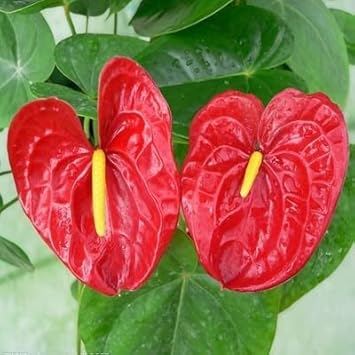 Anthurium Flower seeds for Planting - Easy to Grow, Heirloom & GMO Free Seeds for Home Garden
 
 Sale for planting in home garden.