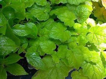 Piggyback Plant Flower seeds for Planting - Hardy Variety, Heirloom & GMO Free Seeds for Home Garden
 
 Sale seeds for home garden