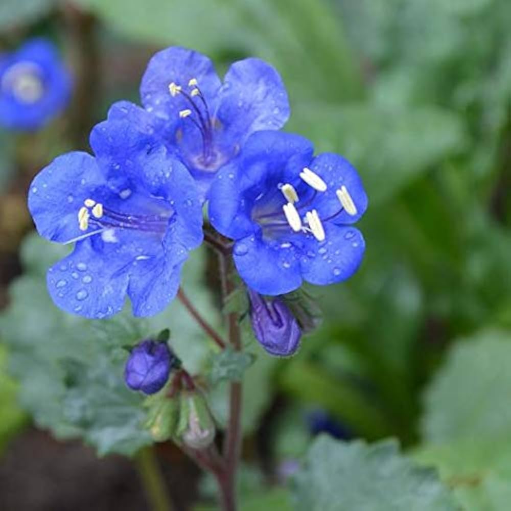 Blue Cali Flower seeds for Planting - Sun Loving, Heirloom & GMO Free Seeds for Home Garden
 
 Sale seeds for planting in home garden