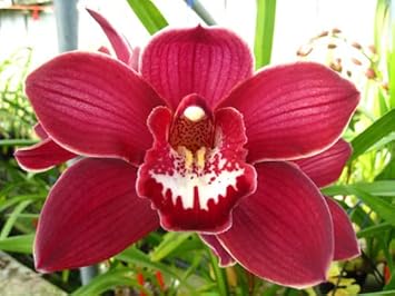 Army Green Four Leaf Clover for Planting Long Bloom Season Heirloom & GMO Free Seeds for Home Garden
 
 Sale for planting in home garden