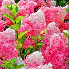 Vanilla Strawberry Hydrangea Flower seeds for Planting - Fragrant Blossoms, Heirloom & GMO Free Seeds for Home Garden
 
 Sale seeds for home garden