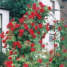 Climbing (Climbing Rose) seeds for planting in home garden