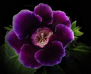 Dark Purple Gloxinia Flower seeds for Planting - Premium Quality, Heirloom & GMO Free Seeds for Home Garden
 
 Sale for planting in home garden