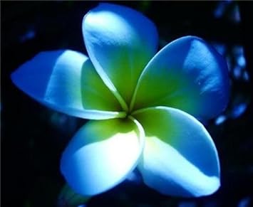 Plumeria Flower seeds for Planting - Long Bloom Season, Heirloom & GMO Free Seeds for Home Garden
 
 Sale seeds for home garden