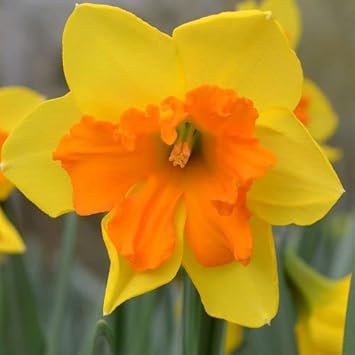 Red Light Pink Double Petals Fuchsia Seeds for Planting Garden Favorite Heirloom & GMO Free Seeds for Home Garden
 
 Sale for planting in home garden