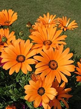 Orange Osteospermum Osteospermum jucundum for planting in flower bed