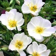 White Evening Primrose Flower seeds for Planting - Compact Growth, Heirloom & GMO Free Seeds for Home Garden
 
 Sale seeds for home garden