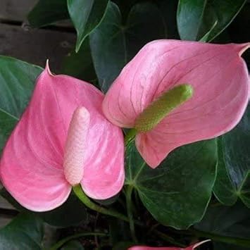 Yellow Mix Pelargonium Peltatum Flower Seeds for Planting Garden Favorite Heirloom & GMO Free Seeds for Home Garden
 
 Sale for planting in home garden