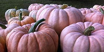 Pink Pumpkin Vegetable Seeds For Easy Planting Seeds