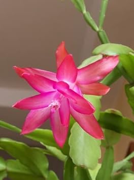 Pink Zygocactus Truncatus Flower seeds for Planting - Premium Quality, Heirloom & GMO Free Seeds for Home Garden
 
 Sale for planting in home garden