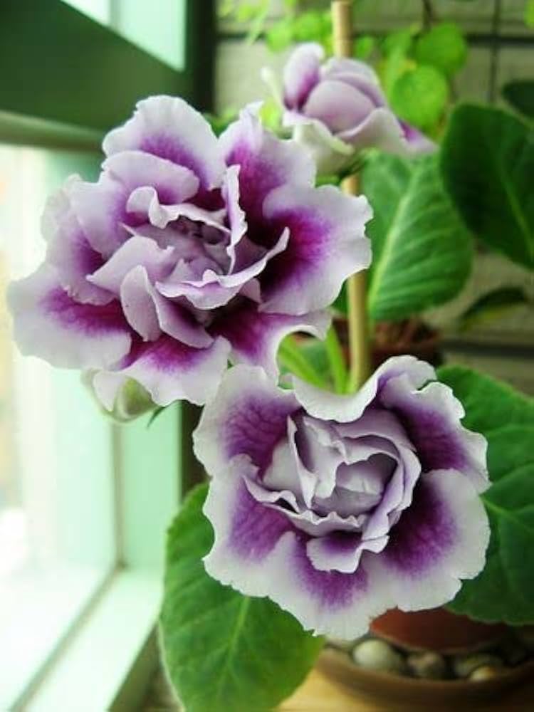 White Purple Gloxinia Flower seeds for Planting - Long Bloom Season, Heirloom & GMO Free Seeds for Home Garden
 
 Sale for planting in home garden.