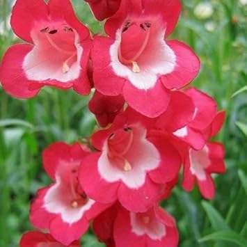 Red Penstemon Scarlet Flower Seeds Planting