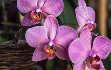 Baby Pink Orchid Flower Seeds For Planting